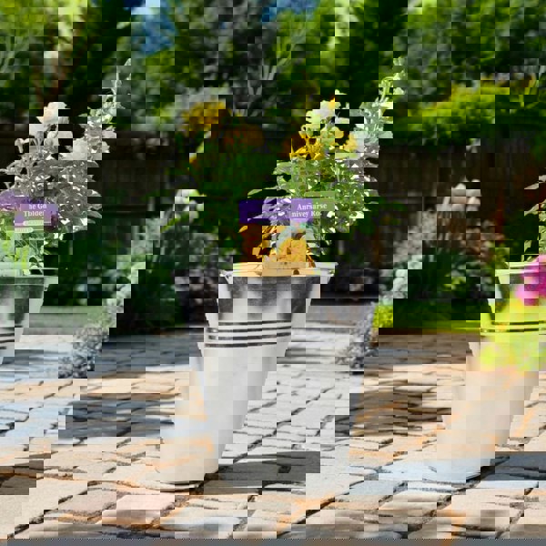 The Golden Anniversary Rose – Golden Yellow Patio Rose with Light Fragrance Plants By Post