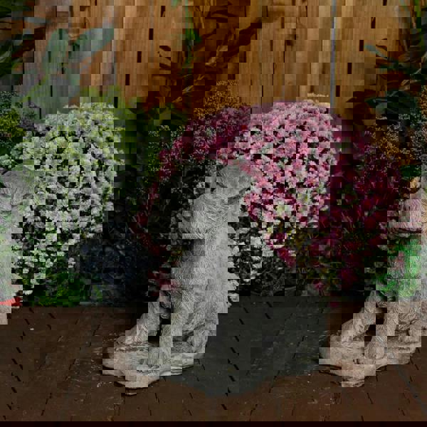 Large Schnauzer Stone Dog garden ornament 