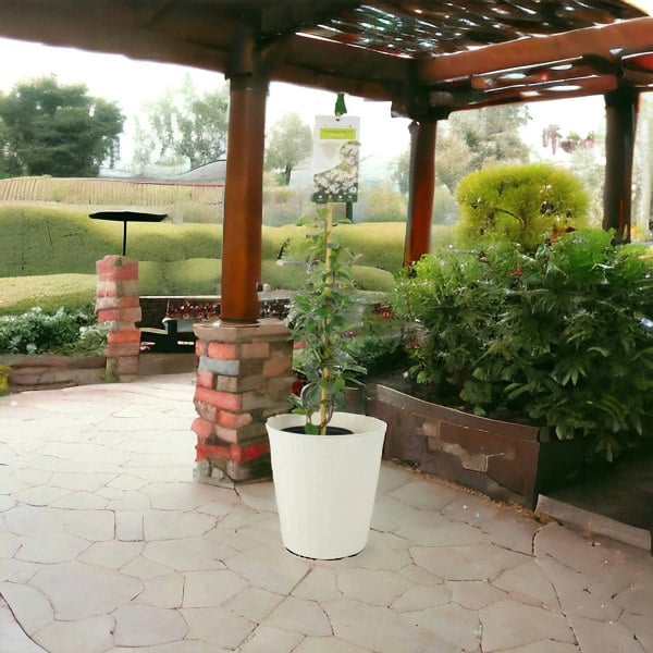 Trachelospermum Jasminoides 3L pot