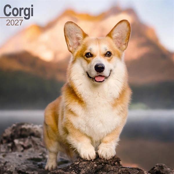 Corgi Calendar 2027, Wall Calendars, Month To View, Dogs, Gift