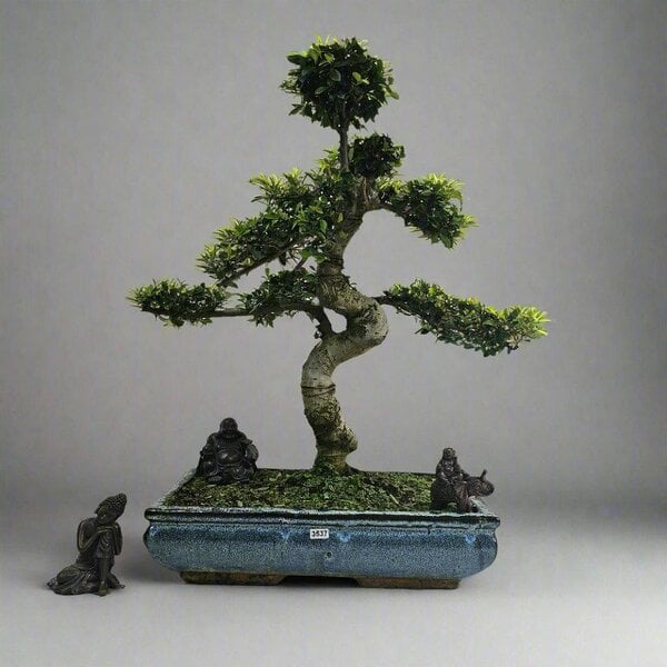 Yorkshire Bonsai Large Chinese Elm (Ulmus Parvifolia) Bonsai Tree | Shaped | In 40cm Pot - 3537