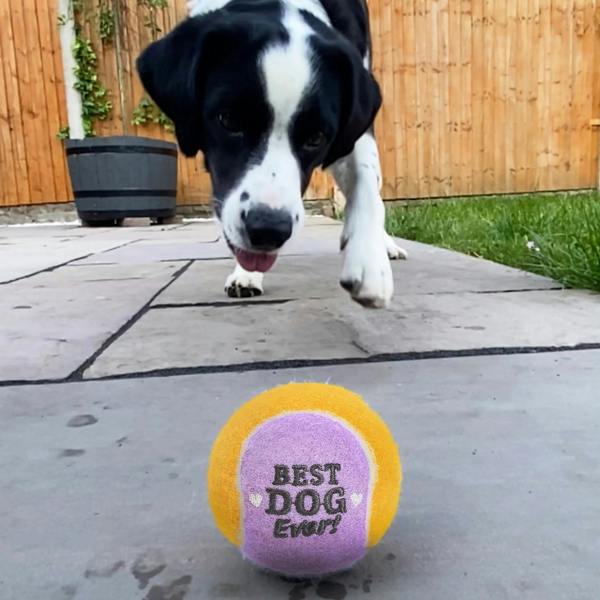A black and white dog running toward a yellow and lilac tennis ball embroidered with 'Best Dog Ever' on a stone patio.