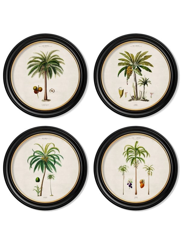 Exceptional Art c.1843 Studies of South American Palm Trees in Round Frames