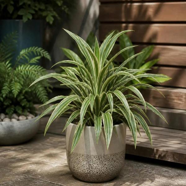 Dracaena White Jewel Dragon Tree 17cm Pot – Easy Care Indoor Houseplant