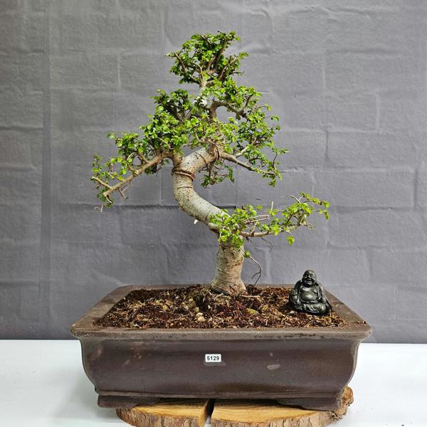 Yorkshire Bonsai Large Chinese Elm (Ulmus Parvifolia) Bonsai Tree | Shaped | In 40cm Pot - 5129