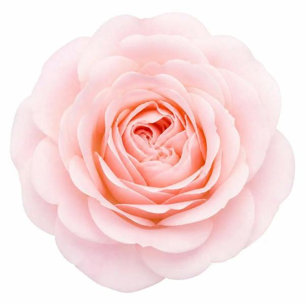 7.5L Standard Rose Tree Light Pink 100-110cm - Elegant Flowering Garden Rose Plant