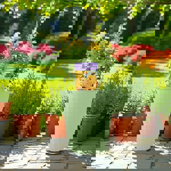 The Golden Anniversary Rose – Golden Yellow Patio Rose with Light Fragrance Plants By Post