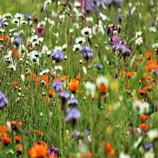 Bee seeds: Bee seeds for a blooming garden and buzzing bees.