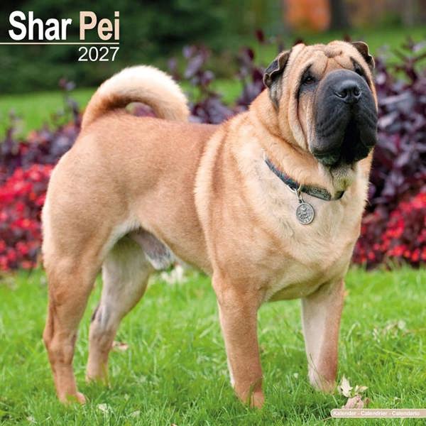 Shar Pei Calendar 2027, Wall Calendars, Month To View, Dogs, Gift