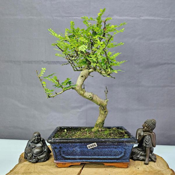Yorkshire Bonsai Chinese Pepper (Zanthoxylum Pipertum) Bonsai Tree | Shaped | In 20cm Pot