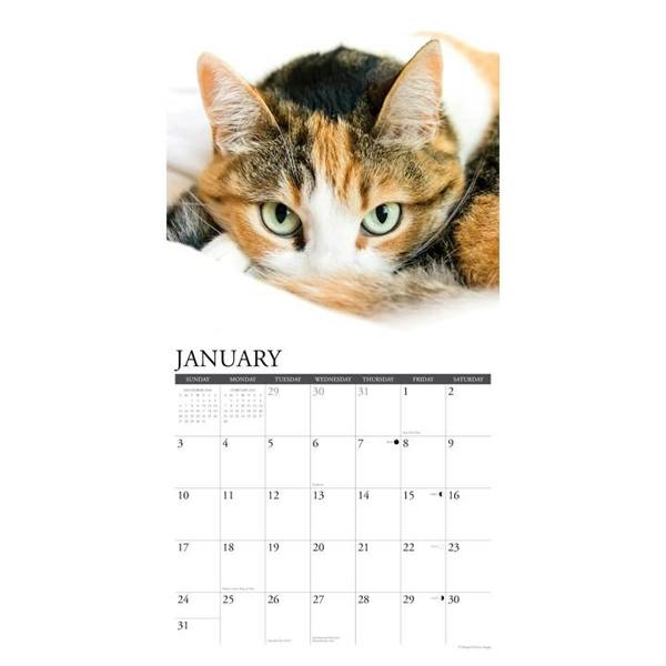 Calico Cats Calendar 2027, Wall Calendars, Month To View, Cats, Gift