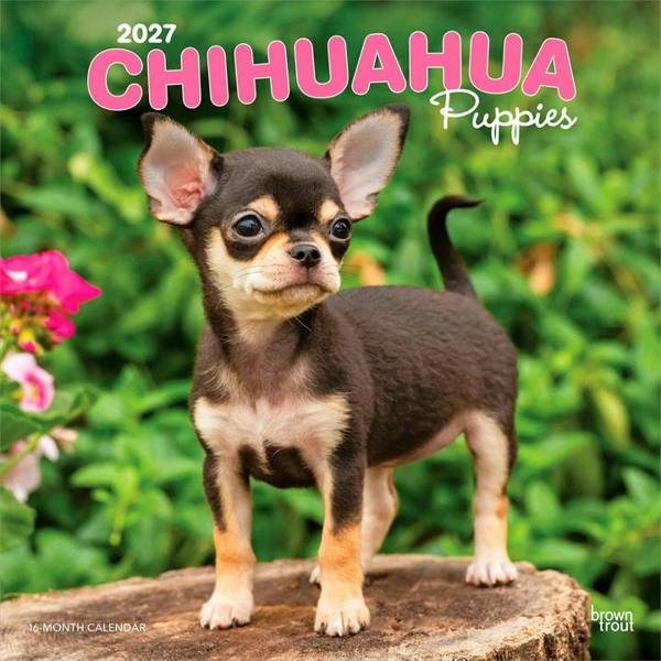 Chihuahua Puppies Calendar 2027, Wall Calendars, Month To View, Dogs, Gift