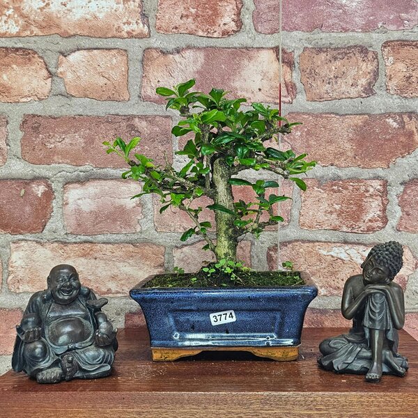 Yorkshire Bonsai Fukien Tea Tree (Carmona Retusa) Bonsai Tree | Broom | In 15cm Pot - 3774