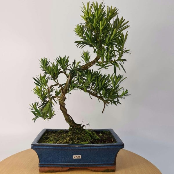 Buddhist Pine (Podocarpus Micro) Bonsai Tree | Shaped | In 25cm Pot