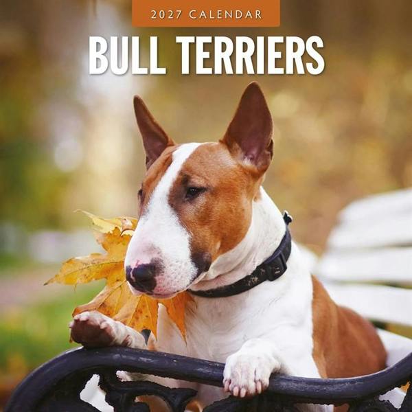 Bull Terriers Calendar 2027, Wall Calendars, Month To View, Dogs, Gift