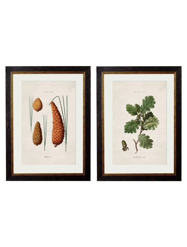 Exceptional Art c.1819 Study of British Leaves and Pinecones