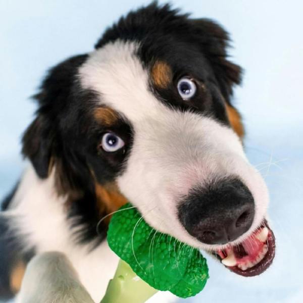 Nylabone Broccoli Dental Chew Dog Toy Large for Extreme Chewers Up To 23kg