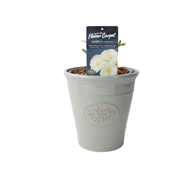 Rose Flower Carpet White 4L Plants By Post
