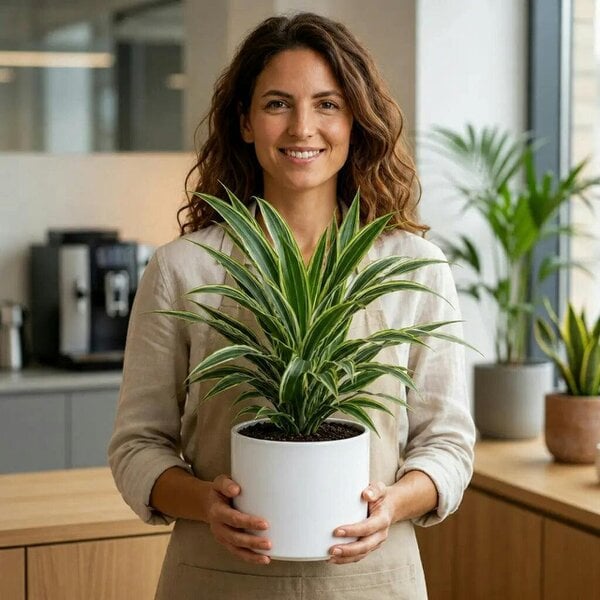 Dracaena White Jewel Dragon Tree – Elegant White and Green Variegated Indoor Houseplant