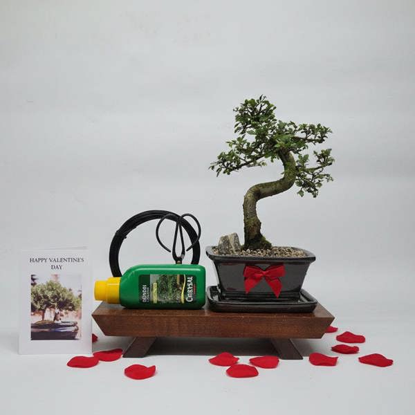 Yorkshire Bonsai Valentine's Bonsai Starter Bundle | Chinese Elm (Ulmus Parvifolia) | Shaped