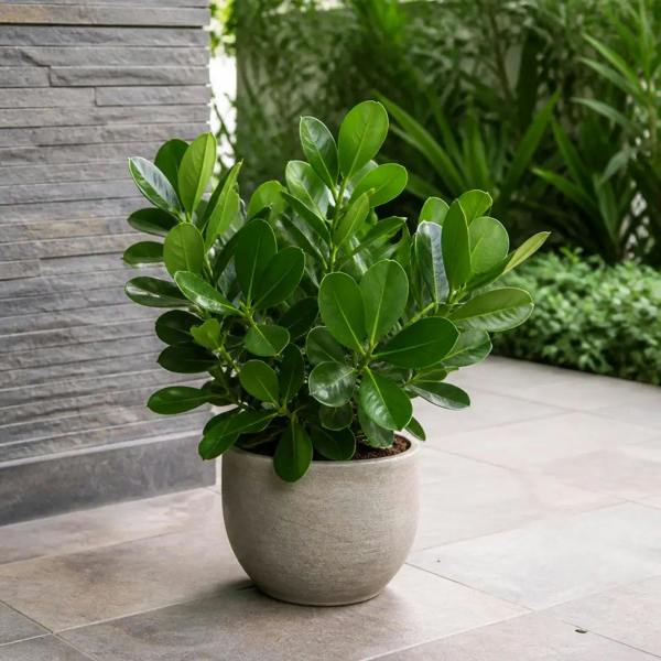 Clusia Autograph Tree 17cm Pot – Indoor Foliage Houseplant