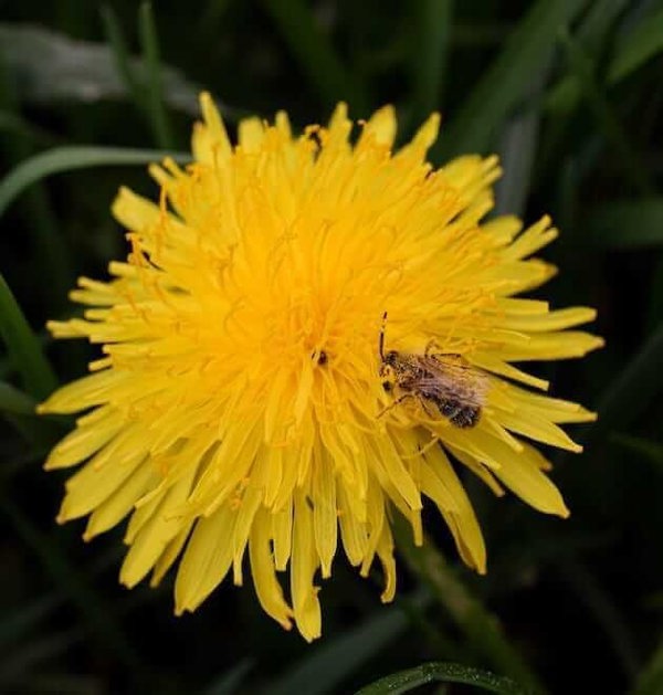 dandelion seeds genshin