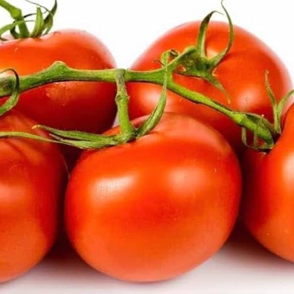 DamavandPro Buy Tomato Moneymaker Seeds (Hellfrucht): Classic UK Garden Tomato 200 Seeds