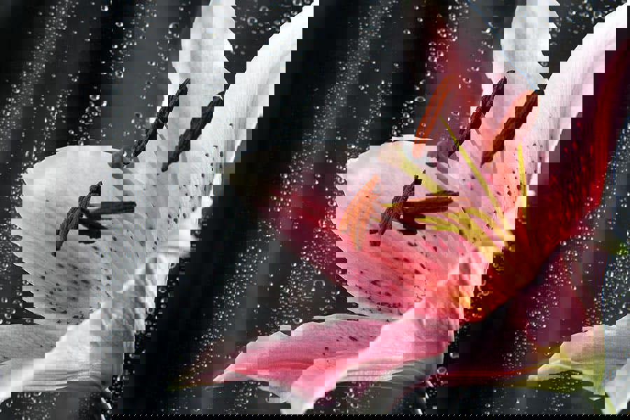 Fernlight Gallery Pink Lily