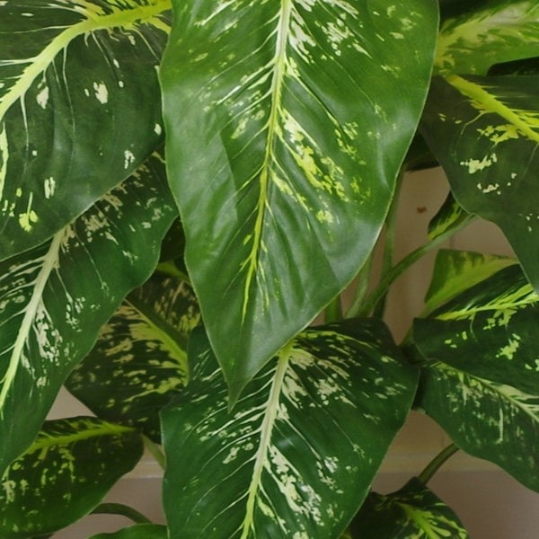 Leaf 100cm Large Fox's Aglaonema (Spotted Evergreen) Tree Artificial Plant