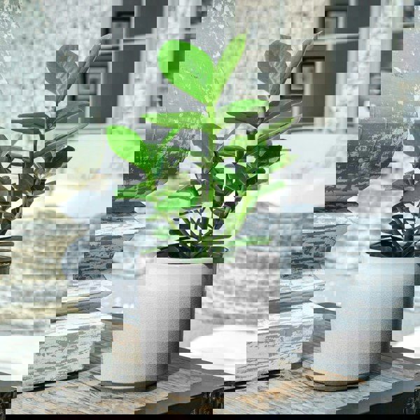#color_white
