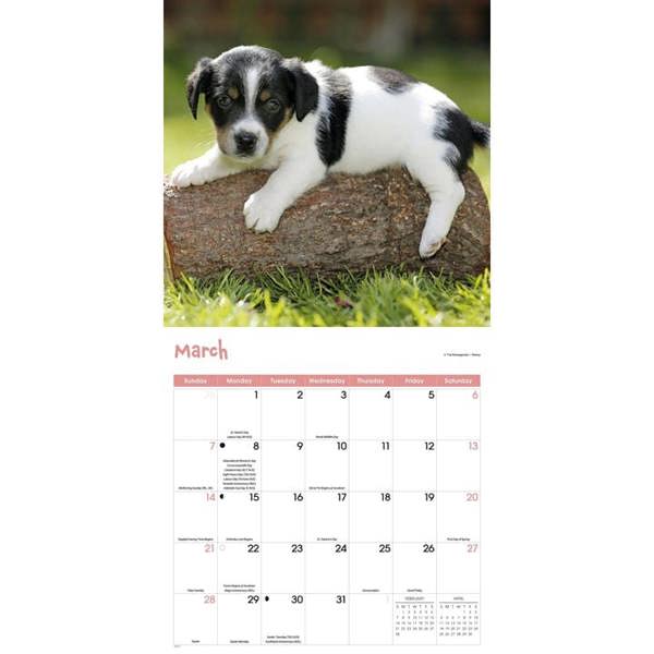 Playful Puppies Calendar 2027, Wall Calendars, Month To View, Dogs, Gift