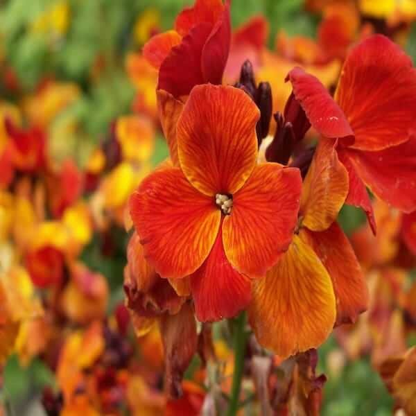 nasturtium seeds