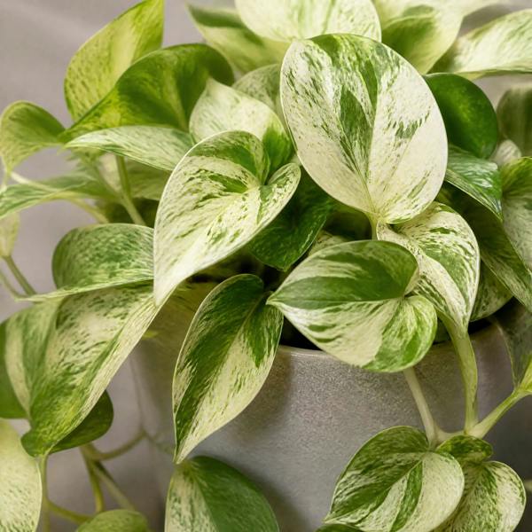 Epipremnum Marble Queen Pothos 12cm Pot Plants By Post