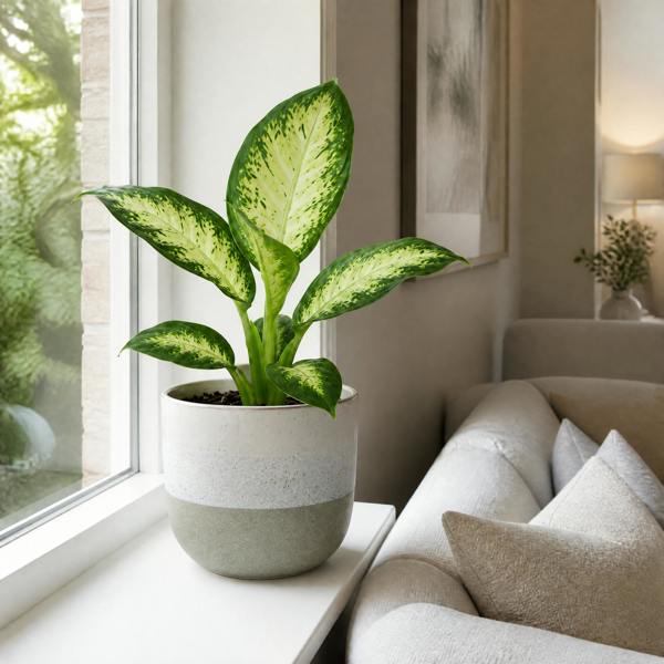 Dieffenbachia Camilla Dumb Cane 12cm Pot Plants By Post