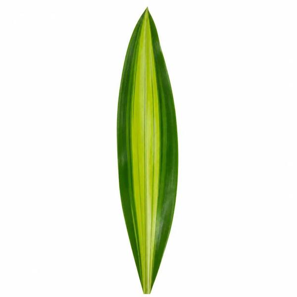 Dracaena Lemon Lime Dragon Tree 17cm Pot – Easy Care Indoor Houseplant