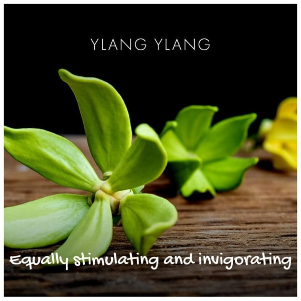 Ylang Ylang flowers on a wooden table