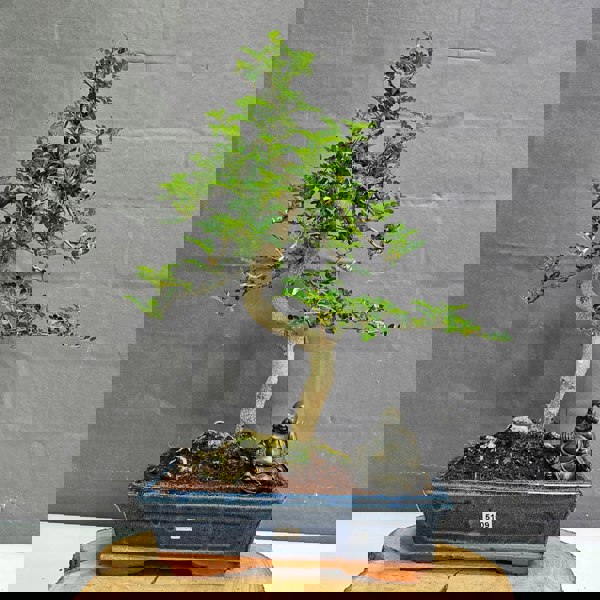 Yorkshire Bonsai Chinese Pepper (Zanthoxylum Pipertum) Bonsai Tree | Shaped | In 25cm Pot