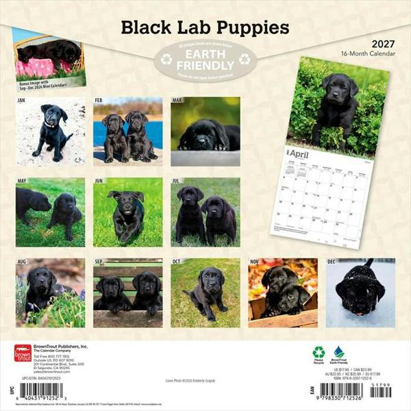 Black Lab Puppies Calendar 2027, Wall Calendars, Month To View, Dogs, Gift
