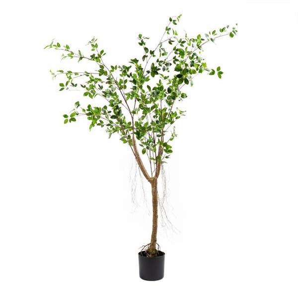 Scottish Everlastings 150cm Real Touch Mini Ficus Tree