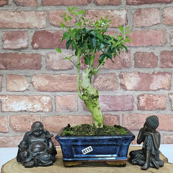 Yorkshire Bonsai Chinese Privet (Ligustrum Sinense) Bonsai Tree | Broom | In 15cm Pot