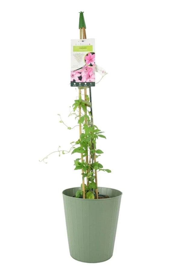 Clematis Hagley Hybrid 3L Pot