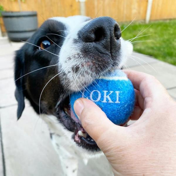 Abode Home & Gifts Set Of Two Personalised Name Dog Balls