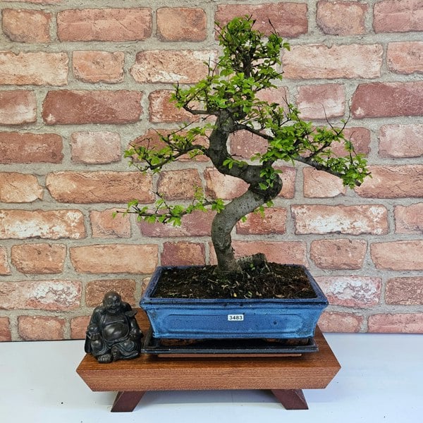 Yorkshire Bonsai Chinese Elm (Ulmus Parvifolia) Bonsai Tree | Shaped | In 25cm Pot