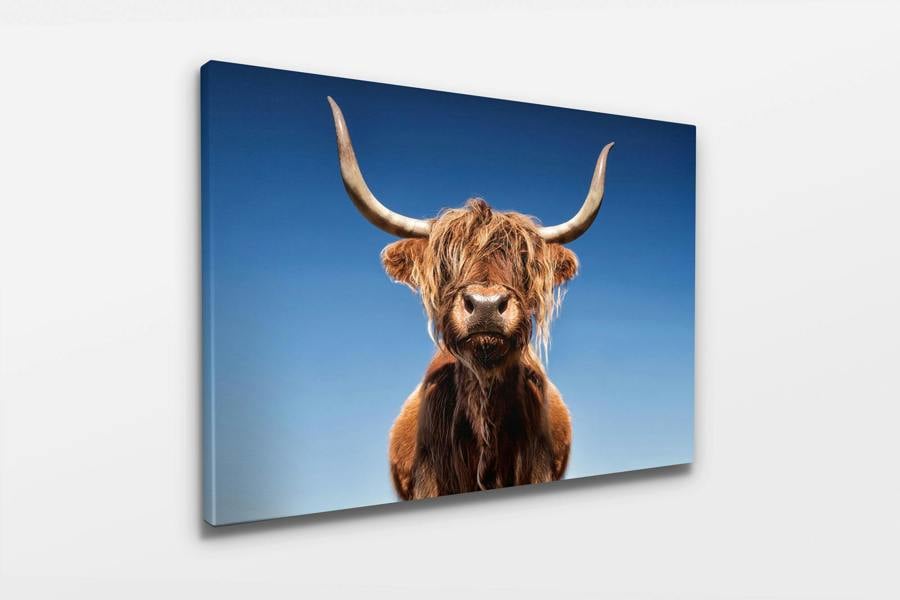 highland cow canvas print