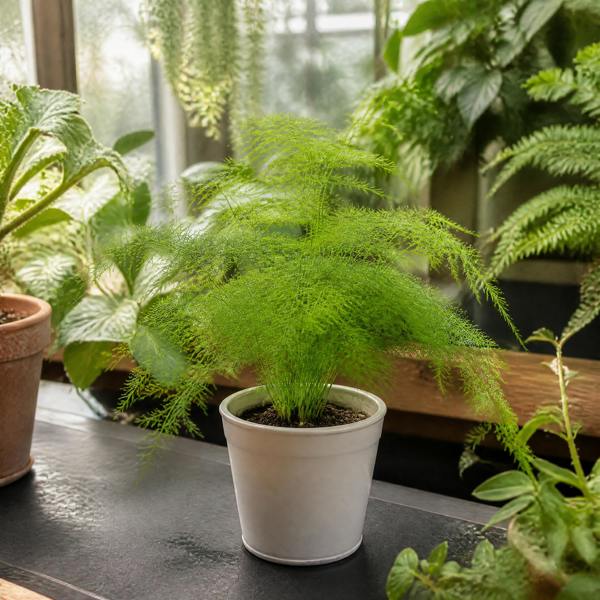 Asparagus Setaceus Lace Fern 12cm Pot Plants By Post