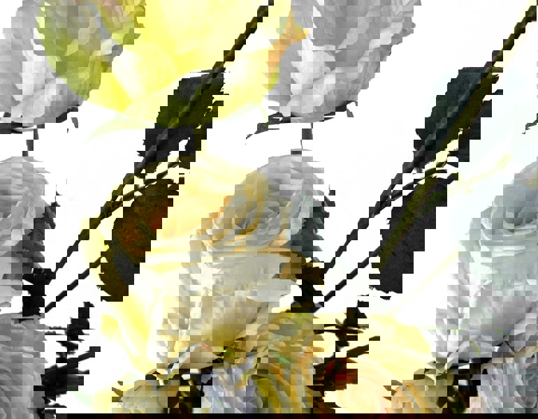 Leaf 6 x 60cm Cream Rose Artificial Flower Sprays - 24 Flowers 18 Buds