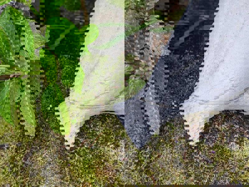 Floor level Birdbath with Perching Pigeon / Bird feeder