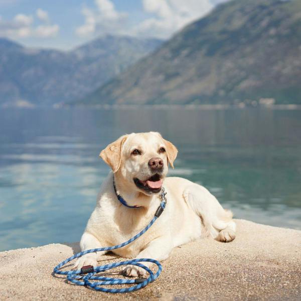 EzyDog Marine Dog Lead in Black