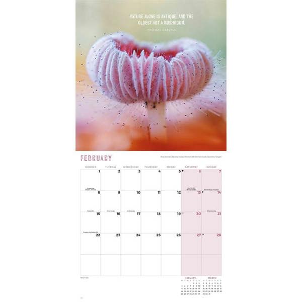 Marvellous Mushrooms Calendar 2027, Wall Calendars, Month To View, Natural World, Gift