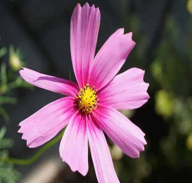 how to plant cosmos pinkie seeds